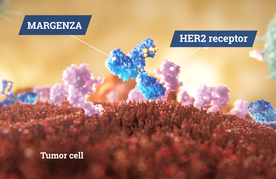 Scientific Illustration of MARGENZA attaching to a HER2 receptor on a tumor cell.