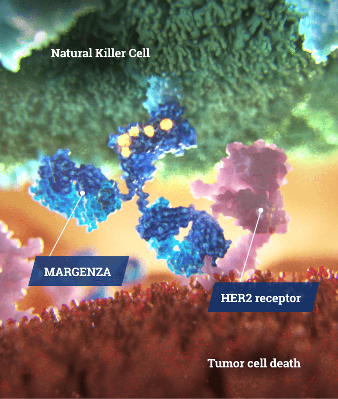 Scientific Illustration of MARGENZA recruiting natural killer cells to destroy cancer cells.