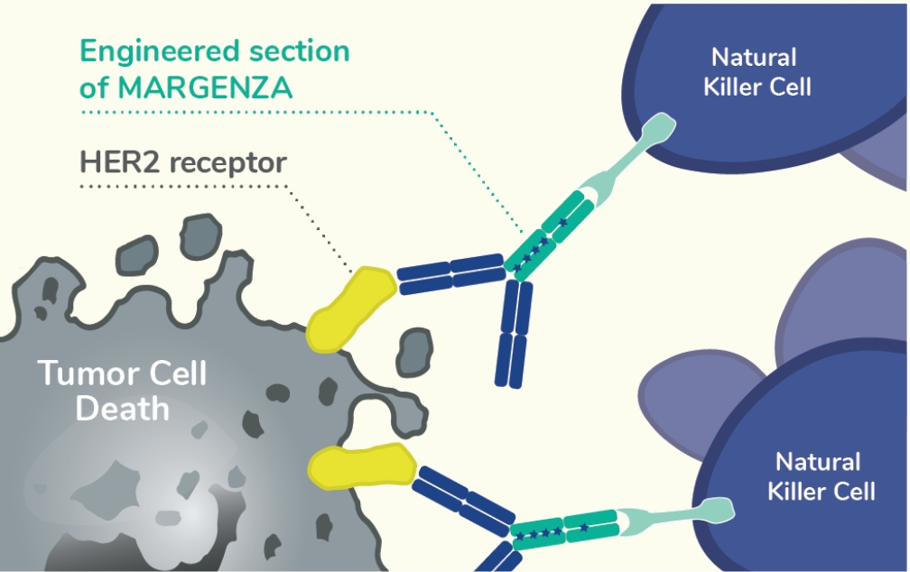 Scientific Illustration of MARGENZA recruiting natural killer cells to destroy cancer cells.